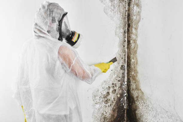 Best Emergency Mold Remediation in Fairview, MT