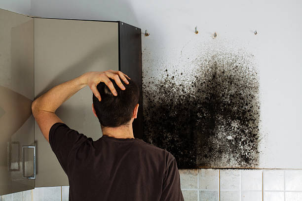 Reliable Fairview, MT Mold Remediation Solutions