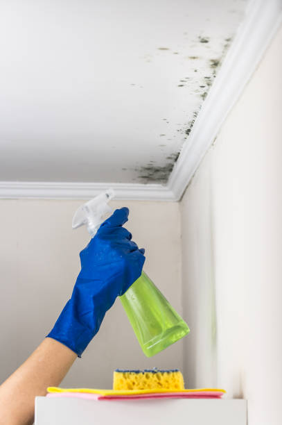 Best Bathroom Mold Remediation in Fairview, MT