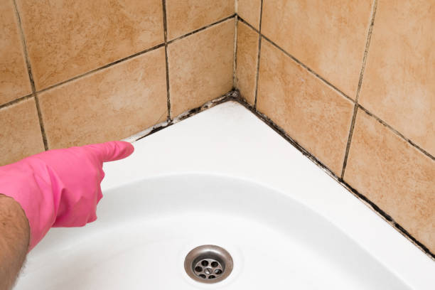 Best Residential Mold Remediation in Fairview, MT